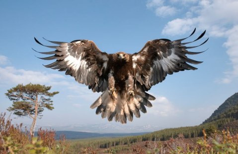 golden-eagle-wings-spread-landing-pater-cairns-northshots